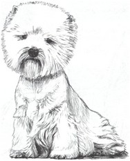 Sugar Star FCI, Hodowla West Highland White Terrier, West Highland White Terriery
