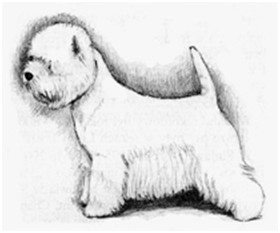 Sugar Star FCI, Hodowla West Highland White Terrier, West Highland White Terriery