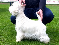 Sugar Star FCI, Hodowla West Highland White Terrier, West Highland White Terriery