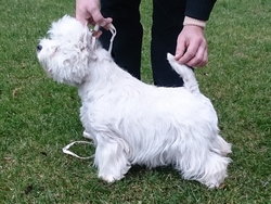 Sugar Star FCI, Hodowla West Highland White Terrier, West Highland White Terriery