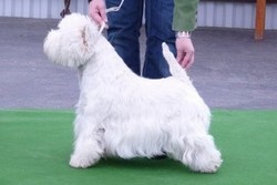 Sugar Star FCI, Hodowla West Highland White Terrier, West Highland White Terriery