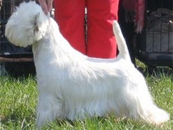 Sugar Star FCI, Hodowla West Highland White Terrier, West Highland White Terriery